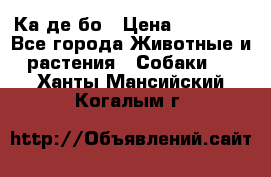 Ка де бо › Цена ­ 25 000 - Все города Животные и растения » Собаки   . Ханты-Мансийский,Когалым г.